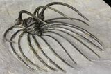 Rare, Spiny Heliopeltis Trilobite - Issoumour, Morocco #166124-6